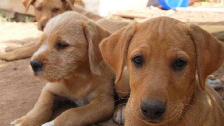 AUDIO | Trae verano más enfermedades en perros: Atención Canina