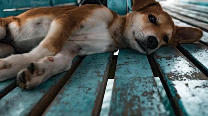 AUDIO | Cerca de 15 perros muertos se recogen a diario en las calles de Hermosillo