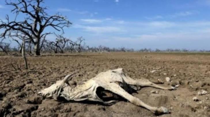 La falta de lluvias y pastizales ha provocado la muerte de 12 vacas en Navojoa