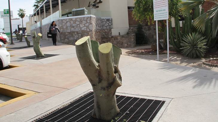 Cuál es la multa por la tala ilegal de árboles en Hermosillo?