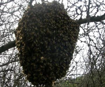 Muere joven al ser atacado por enjambre de abejas en Álamos