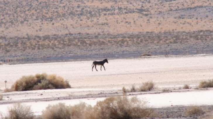 Registran la matanza de 42 burros salvajes en el desierto de California