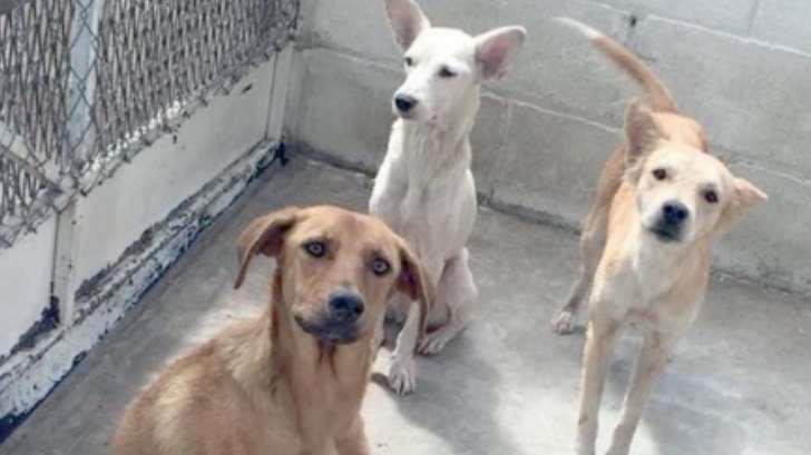 Urgente implementar un reglamento para mascotas: Fundación ‘Pata de Perro’