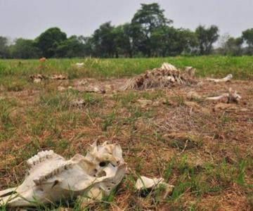 El dictamen es absurdo: Ganaderos de Navojoa exigen apoyo por sequía