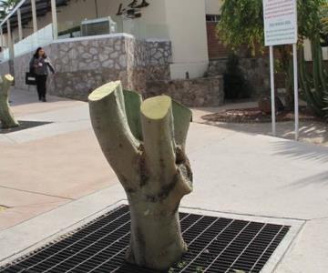 ¿Cuál es la multa por la tala ilegal de árboles en Hermosillo?