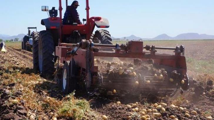 Analizan en el Valle del Yaqui reducir superficie de siembra ante falta de agua
