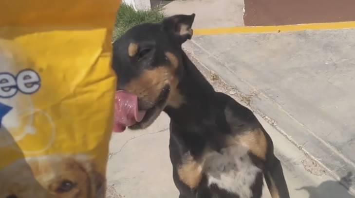 Adopta Obregón pide apoyo para llenar las pancitas de más de 50 perritos
