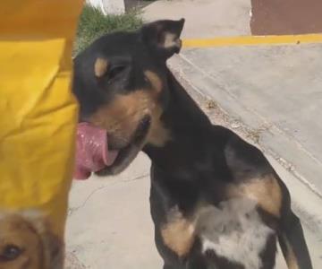 Adopta Obregón pide apoyo para llenar las pancitas de más de 50 perritos
