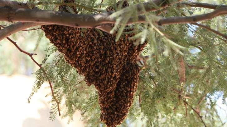 ¡De terror! Feroces abejas atacan a familia en Etchojoa