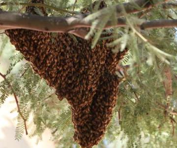 Bomberos de Hermosillo invitan a tomar precauciones con los panales de abejas