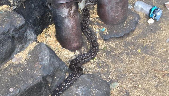 Fotografían a una boa constrictor en el Cerro de la Virgen; no son peligrosas, asegura experto