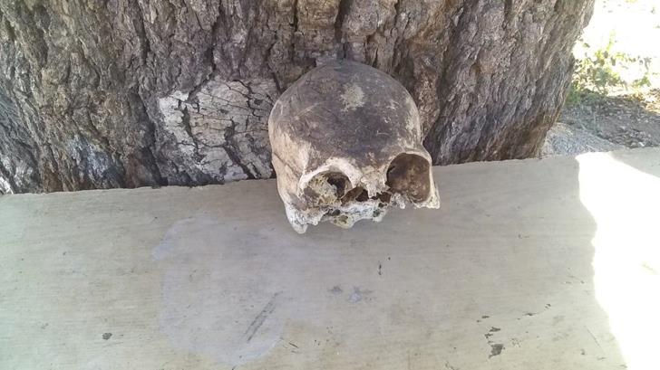 Encuentran cráneo cerca de planta tratadora en Nogales