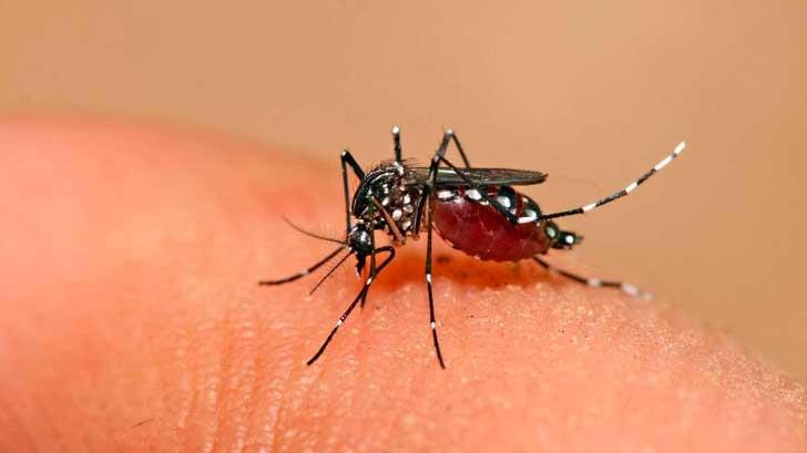 Salud descarta caso de muerte por dengue hemorrágico