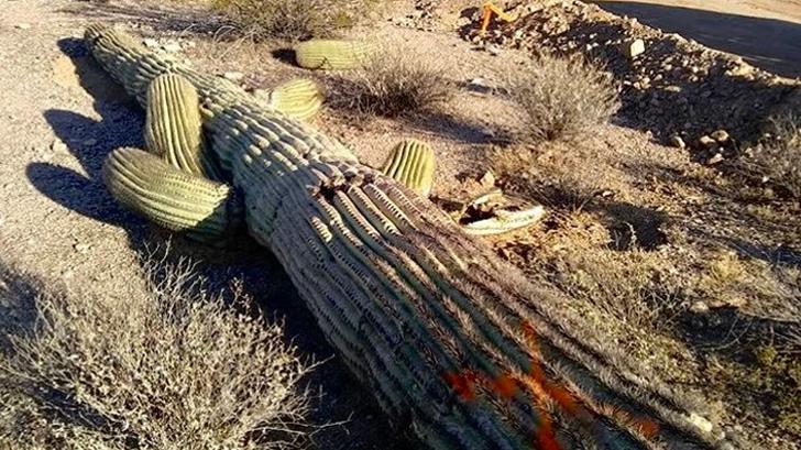 Saguaros, primeras víctimas del muro fronterizo de Donald Trump