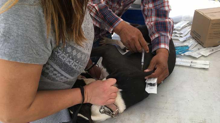 Exhortan a nogalenses a vacunar a sus mascotas contra la rabia