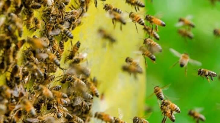 Rescatan a un joven de piquetes de abeja en Etchojoa