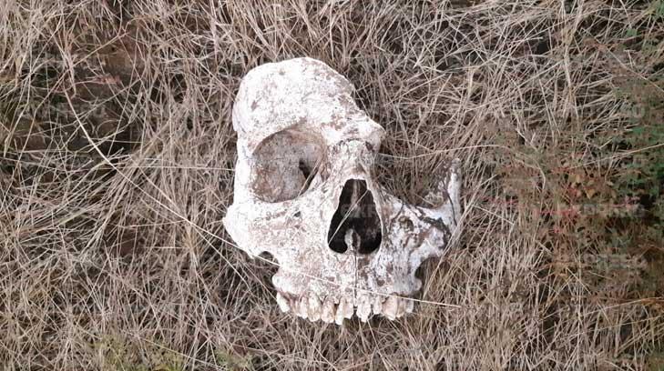 Madres Buscadoras hallan más restos óseos
