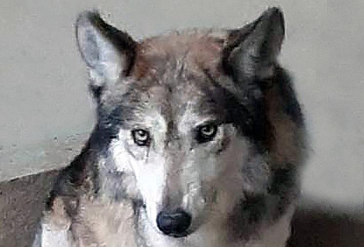 Muere Rufta, hembra de lobo mexicano en Aragón