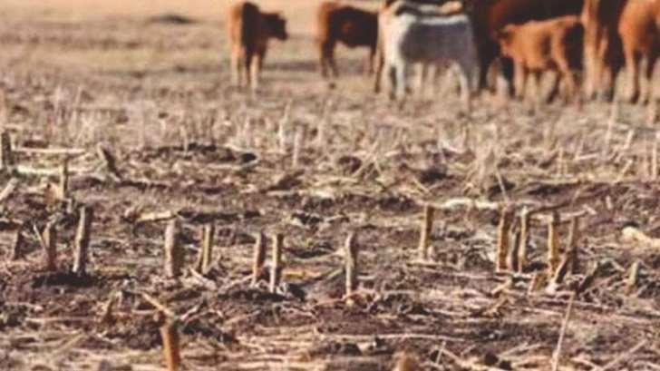 Sequía dejará graves pérdidas en el Valle del Mayo