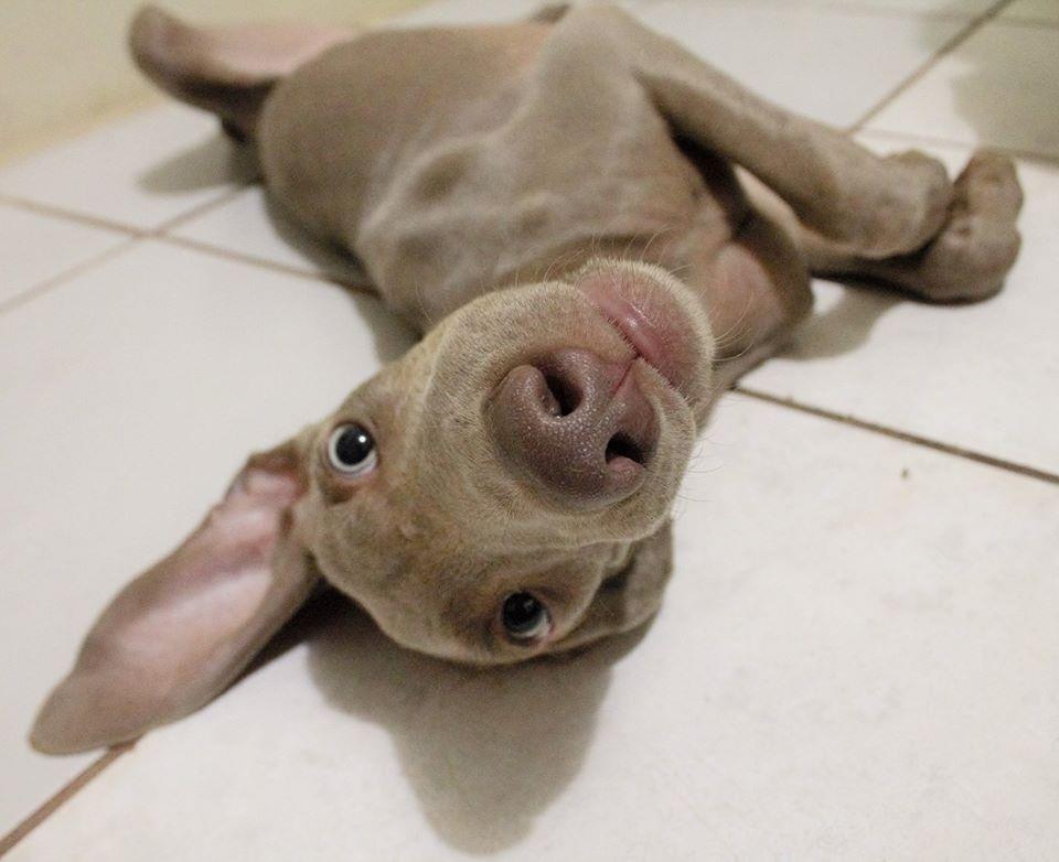 Con este amarre su perro no se asustará con cohetes