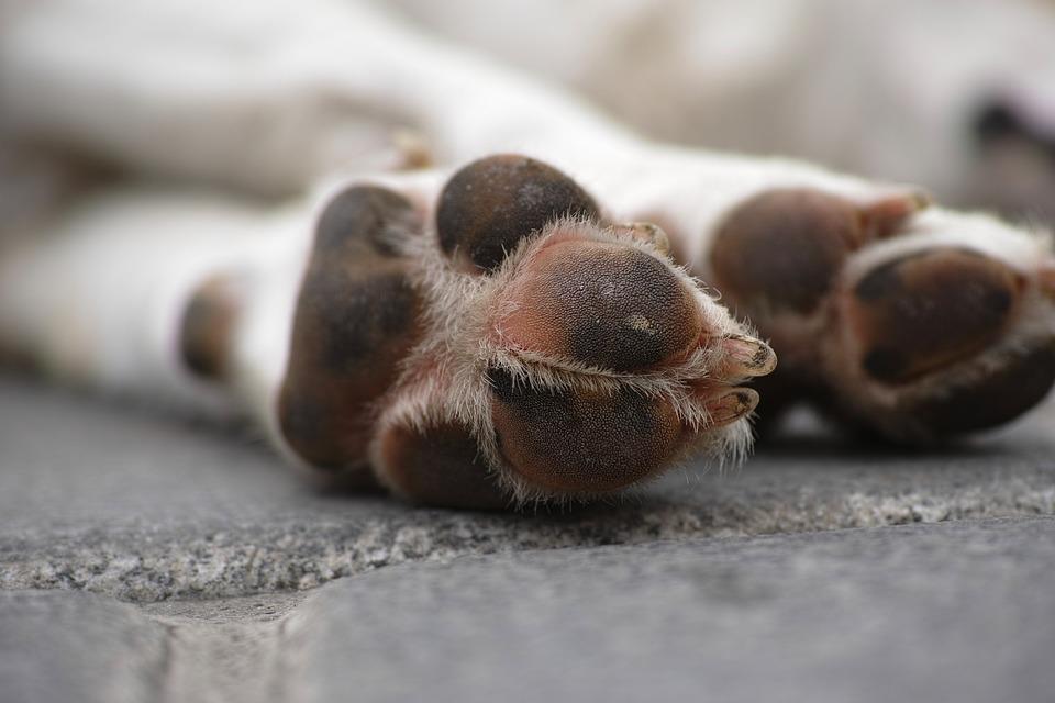 Ocho perritos fueron envenenados en Cajeme; señalan a dueño de predio agrícola