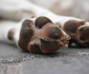 Ocho perritos fueron envenenados en Cajeme; señalan a dueño de predio agrícola