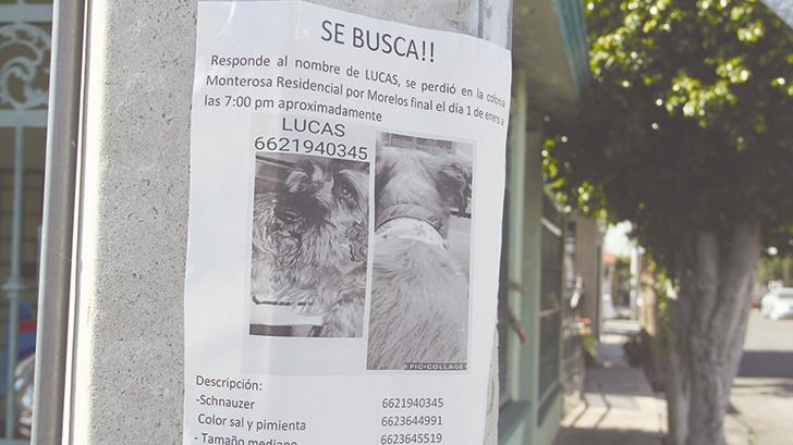 Resguarda CACF 15 perros perdidos a causa de ‘cuetes’