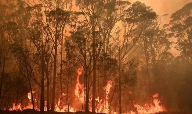 Incendio en Australia acaba con casi 500 millones de animales