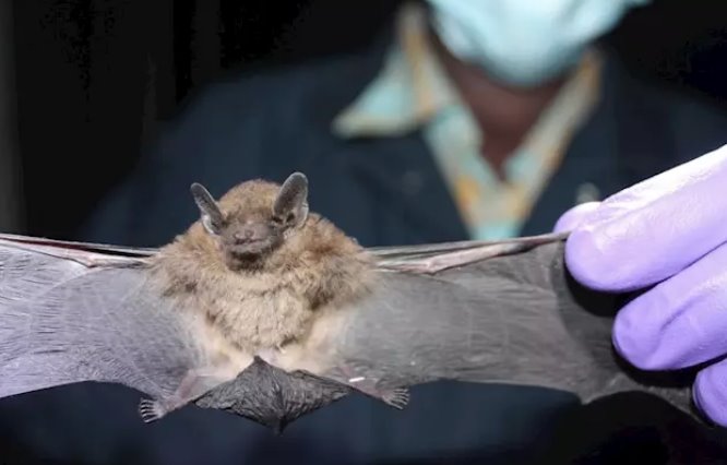 Murciélagos, estigmatizados por coronavirus sin bases científicas