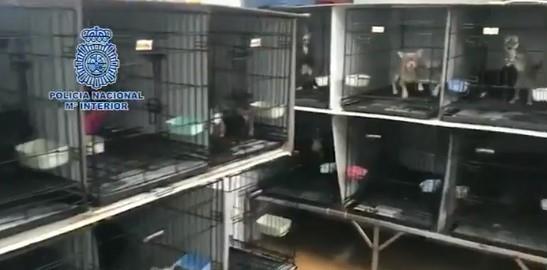 Desmantelan criaderos de perritos chihuahua, eran ilegales
