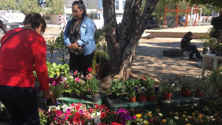 La Feria de las Plantas atrae a hermosillenses
