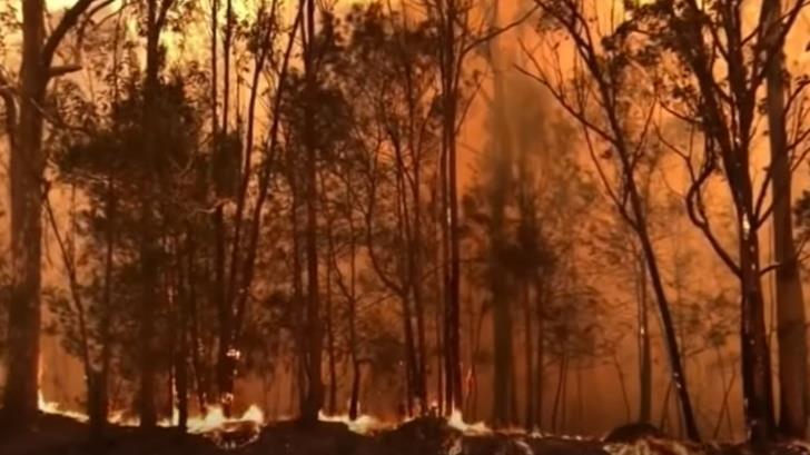 Nicole Kidman y Pink donan medio millón de dólares para combatir los incendios en Australia