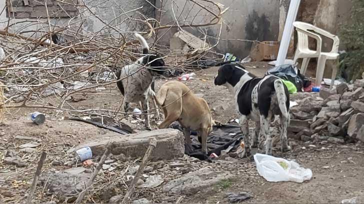 Rescatan a 49 perros víctimas de maltrato en domicilio de CDMX