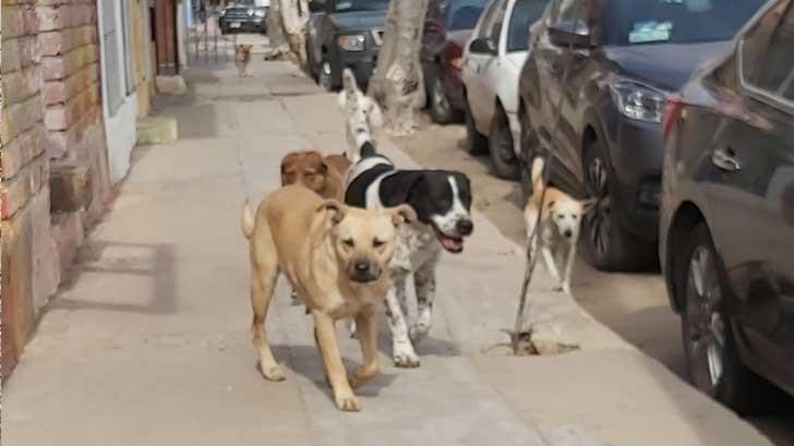 Sobrepoblación de perros callejeros se convierte en un grave problema para Hermosillo