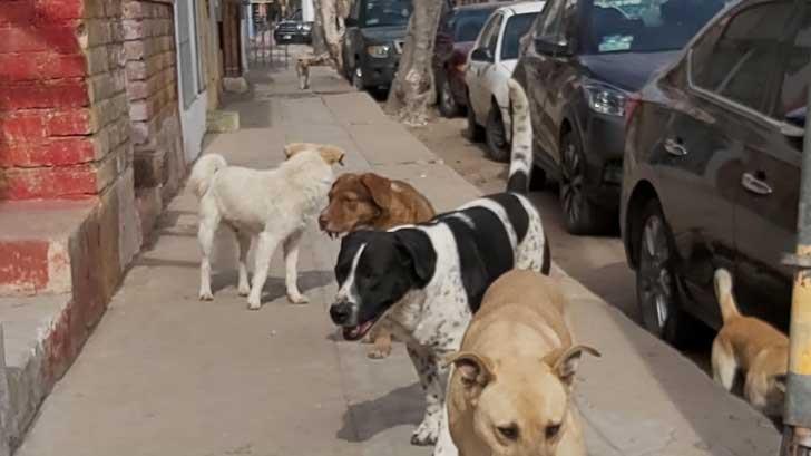 Realizan jornadas de esterilización para erradicar la sobrepoblación de perros callejeros