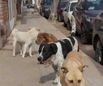 Realizan jornadas de esterilización para erradicar la sobrepoblación de perros callejeros