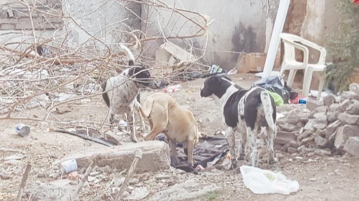 Perros callejeros ‘invaden’ Nogales