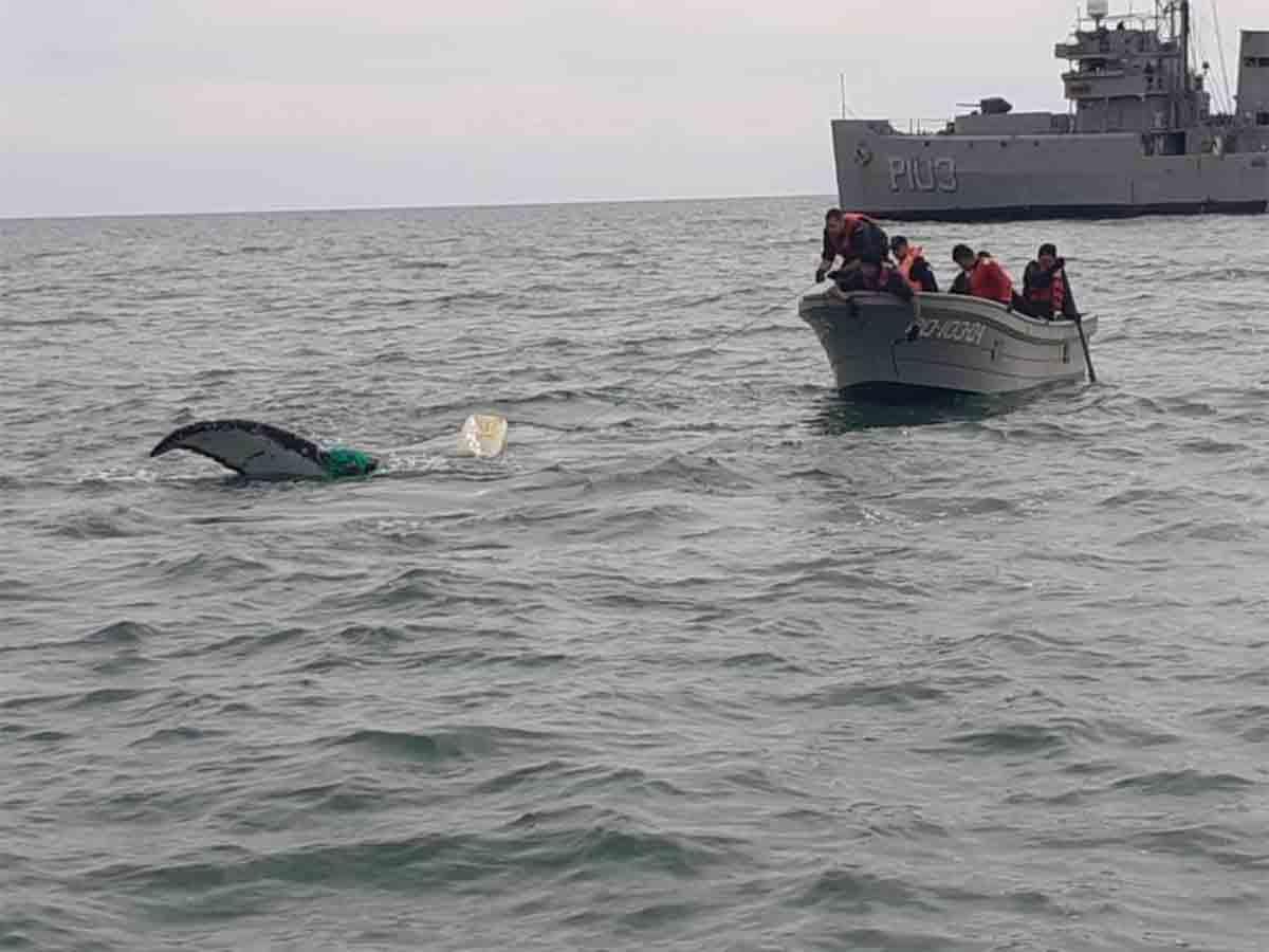 Marina libera a ballena atrapada en red