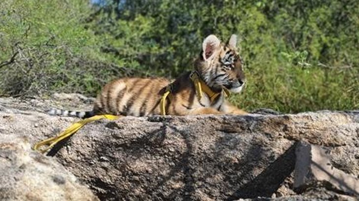 Centro Ecológico de Sonora invita a visitar a su nuevo huésped: un tigre de bengala