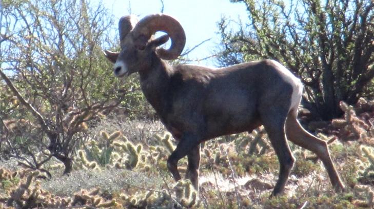 Estos animales y plantas se encuentran en peligro de extinción en Sonora