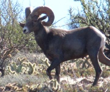 Estos animales y plantas se encuentran en peligro de extinción en Sonora
