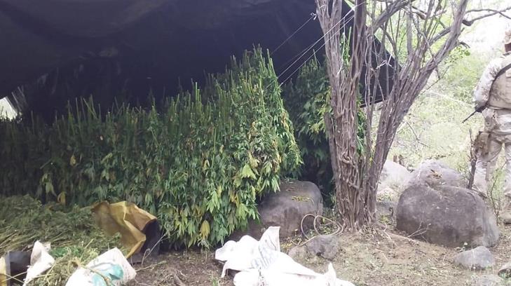 Destruyen plantío de mariguana en Álamos