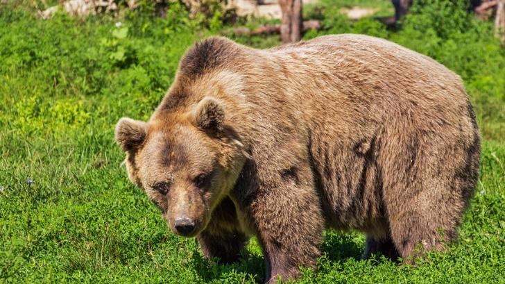 eSOS | Dos tipos de osos en Sonora: uno extinto y otro en riesgo