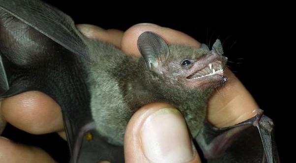 Queman más de 300 murciélagos en Perú