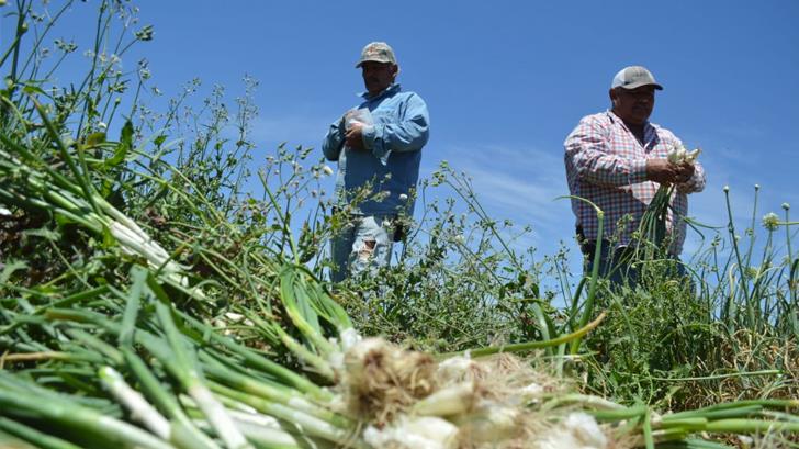 Lo que debes saber de los ingenieros agrónomos