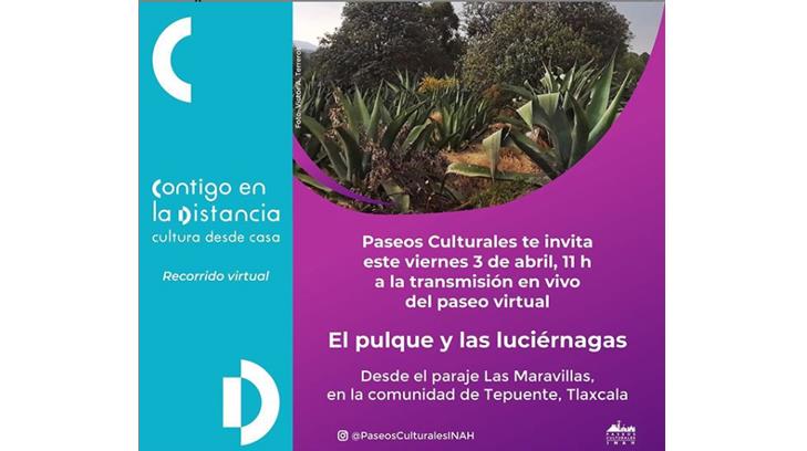 ‘El pulque las luciérnagas’, un viaje virtual que ofrece ‘Contigo en la distancia’