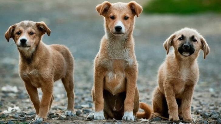 Anuncian la creación del Programa Integral de Salud Animal