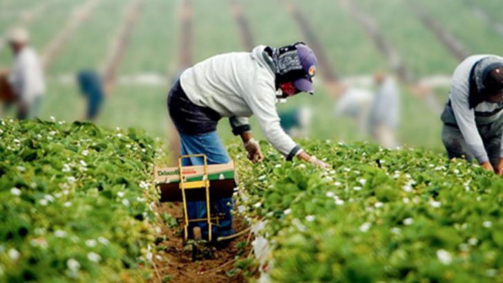 Tras crisis de Covid-19, EU considera a migrantes ‘esenciales’ para tareas agrícolas