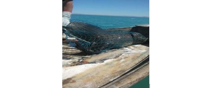 Rescatan a lobo marino atrapado cerca de la Isla San Jorge