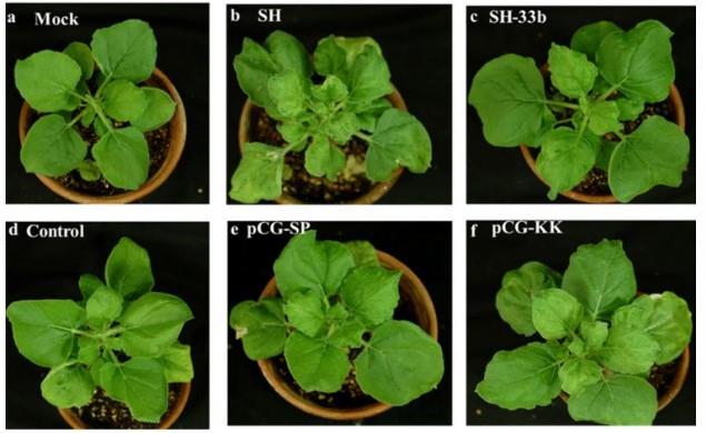 Nicotiana benthamiana: la nueva planta que pudiera tener la cura contra el coronavirus